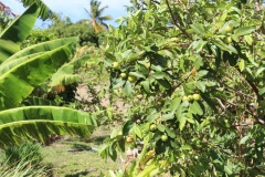Approved-Property-StKitts-Nevis-Citizenship-by-Investment-Program-IMG_3331