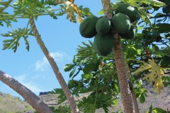 Approved-Property-StKitts-Nevis-Citizenship-by-Investment-Program-IMG_3342